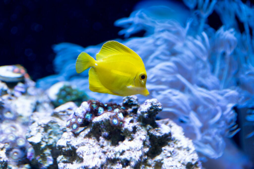 Healthy Yellow Tang Fish Swimming in Marine Aquarium