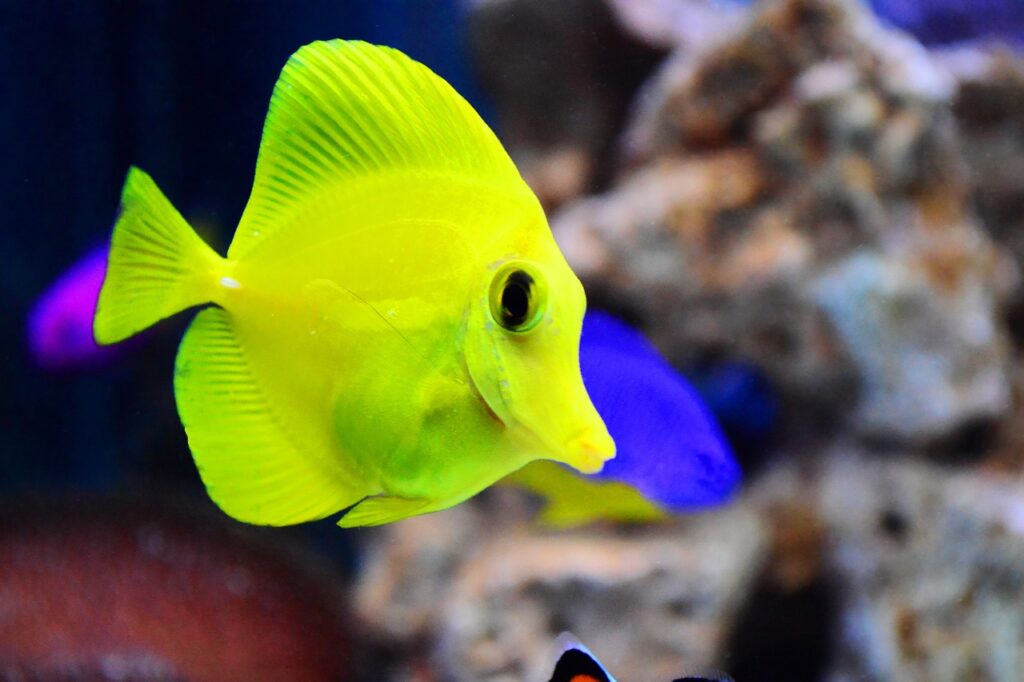 Yellow Tang in Communal Reef Tank